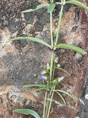 Exacum oldenlandioides