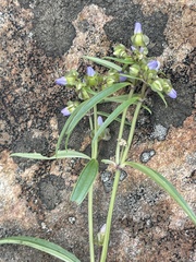 Exacum oldenlandioides