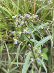 Exacum oldenlandioides