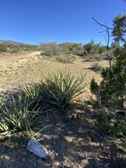 Yucca schidigera
