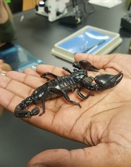 Scorpionidae