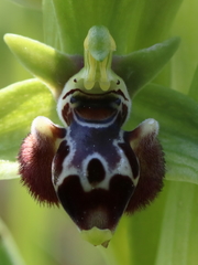 Ophrys umbilicata