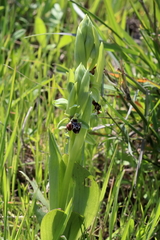 Ophrys umbilicata