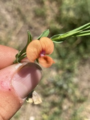 Lathyrus blepharicarpos
