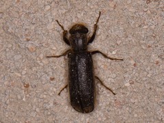Melalgus plicatus