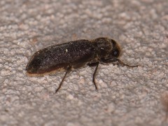 Melalgus plicatus
