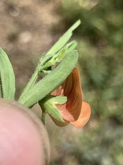 Lathyrus blepharicarpos