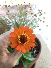 Zinnia elegans