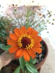 Zinnia elegans
