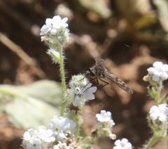 Conophorus fenestratus