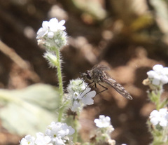 Conophorus fenestratus