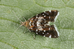 Prochoreutis myllerana