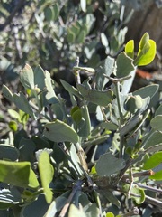 Simmondsia chinensis