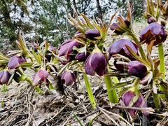 Helleborus torquatus