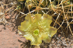 Maihueniopsis molfinoi