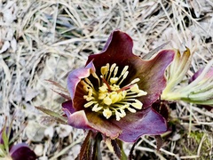 Helleborus torquatus