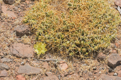 Maihueniopsis molfinoi