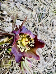 Helleborus torquatus