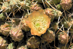 Maihueniopsis molfinoi
