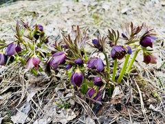 Helleborus torquatus