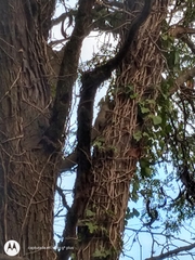 Callosciurus erythraeus