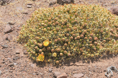 Maihueniopsis molfinoi