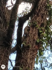 Callosciurus erythraeus