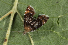 Prochoreutis sehestediana