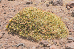Maihueniopsis molfinoi
