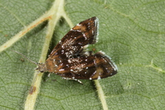 Prochoreutis sehestediana