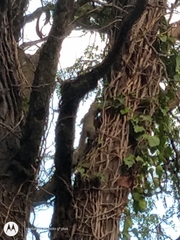 Callosciurus erythraeus