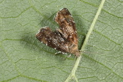 Prochoreutis sehestediana