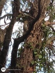 Callosciurus erythraeus