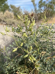 Astragalus preussii