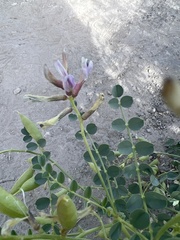 Astragalus preussii