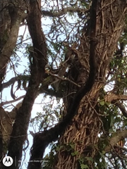 Callosciurus erythraeus