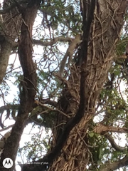 Callosciurus erythraeus