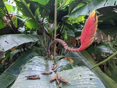 Heliconia episcopalis