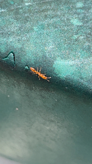 Pseudomyrmex simplex