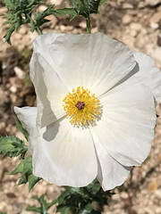 Argemone albiflora texana