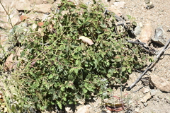 Acalypha californica