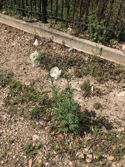 Argemone albiflora texana