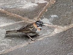 Zonotrichia capensis
