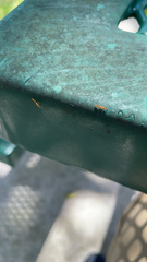 Pseudomyrmex simplex