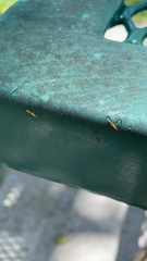 Pseudomyrmex simplex