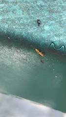 Pseudomyrmex simplex