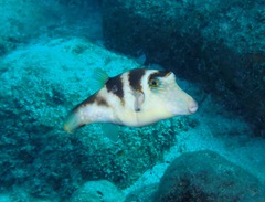 Canthigaster coronata