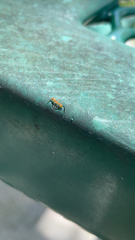 Pseudomyrmex simplex