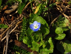 Veronica persica