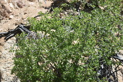Prunus fremontii